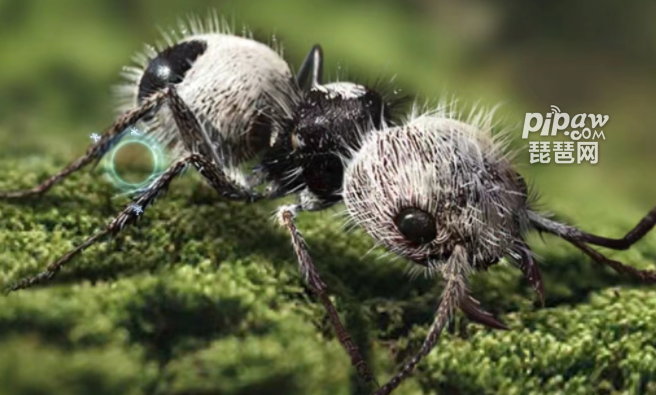 小小蚁国十大最强橙色特化蚁排行 最强橙色特化蚁是哪一个