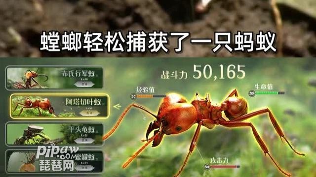 小小蚁国作为一款超还原的蚂蚁族群对抗的策略手游，深受玩家的喜爱，那么在小小蚁国怎么狩猎?狩猎有什么技巧攻略?别着急，琵琶小编为大家带来了关于小小蚁国狩猎攻略分享，有兴趣的玩家可以一起往下看看哦!